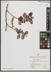 Foto von Salix aegyptiaca L.